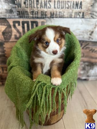 a miniature australian shepherd dog in a green garment