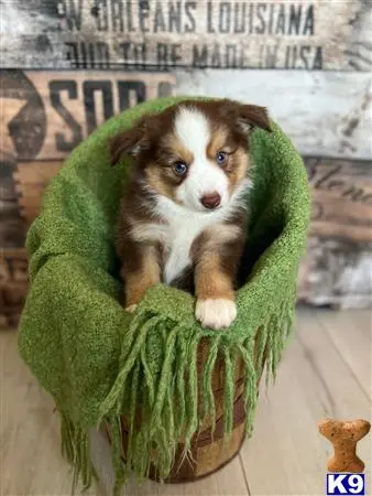 Miniature Australian Shepherd puppy for sale