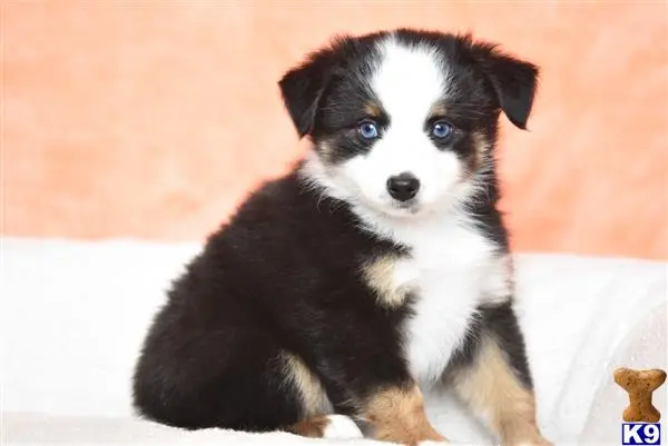 Miniature Australian Shepherd puppy for sale