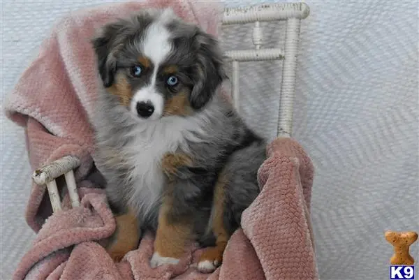 Miniature Australian Shepherd puppy for sale