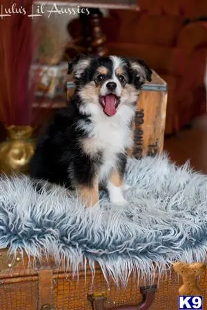 Miniature Australian Shepherd puppy for sale