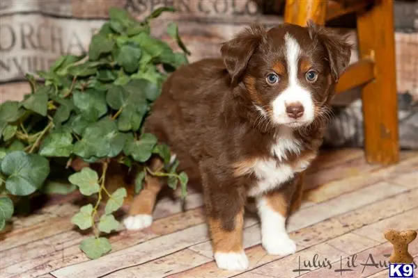 Miniature Australian Shepherd puppy for sale