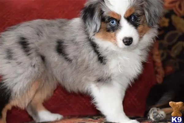 Miniature Australian Shepherd puppy for sale