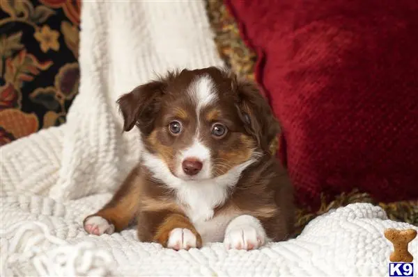 Miniature Australian Shepherd puppy for sale