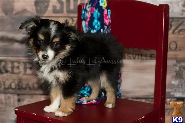 Miniature Australian Shepherd puppy for sale