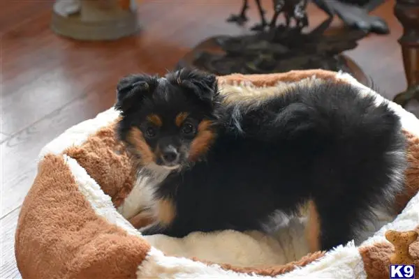 Miniature Australian Shepherd puppy for sale