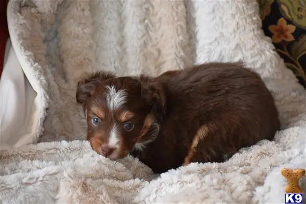 Miniature Australian Shepherd puppy for sale