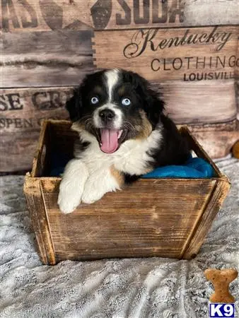 Miniature Australian Shepherd puppy for sale