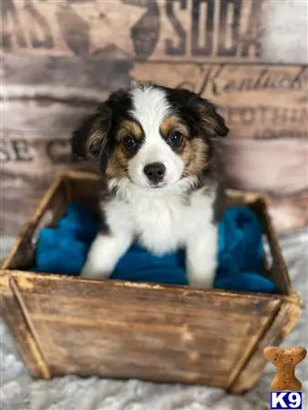 Miniature Australian Shepherd puppy for sale