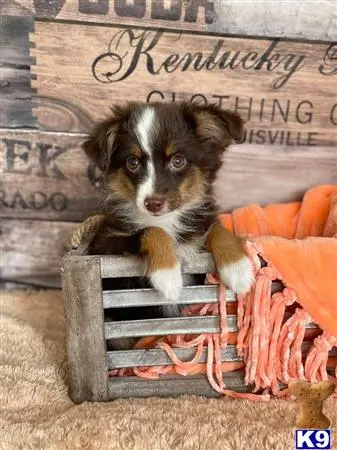 Miniature Australian Shepherd puppy for sale