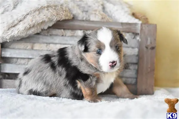 Miniature Australian Shepherd puppy for sale