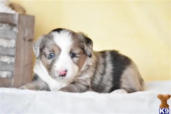 Miniature Australian Shepherd puppy for sale