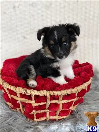 Miniature Australian Shepherd puppy for sale