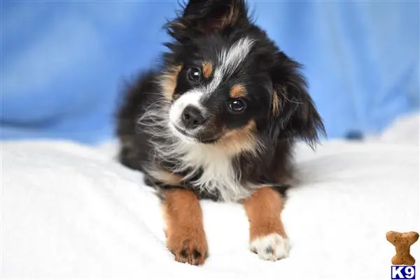 Miniature Australian Shepherd puppy for sale