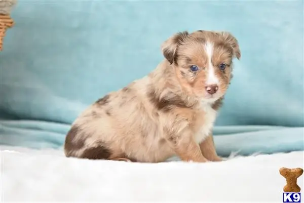 Miniature Australian Shepherd puppy for sale