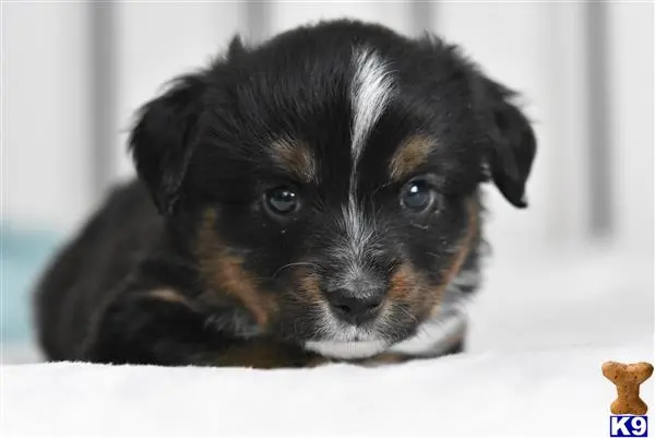 Miniature Australian Shepherd puppy for sale