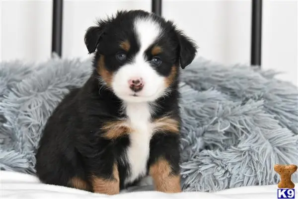 Miniature Australian Shepherd puppy for sale