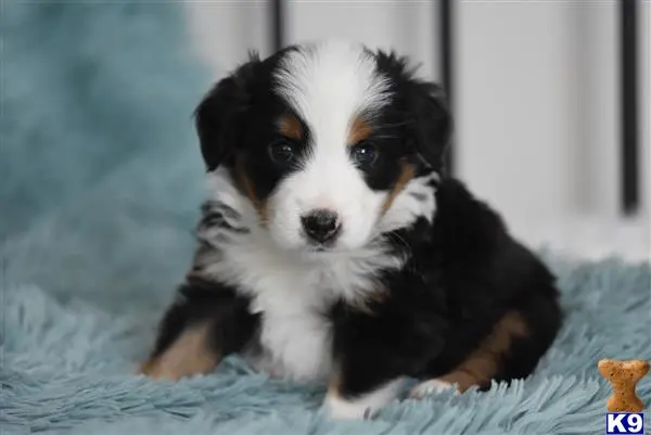 Miniature Australian Shepherd puppy for sale