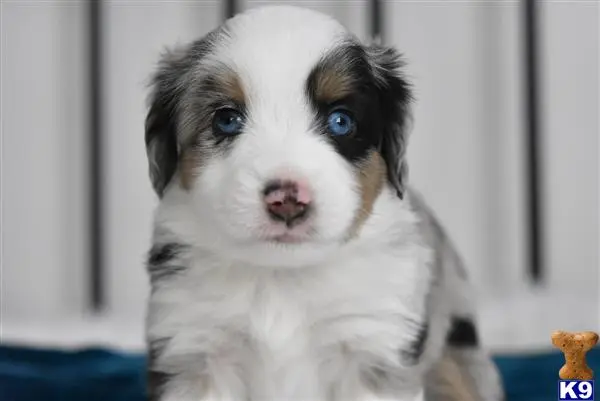 Miniature Australian Shepherd puppy for sale