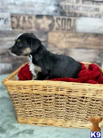 Miniature Australian Shepherd puppy for sale