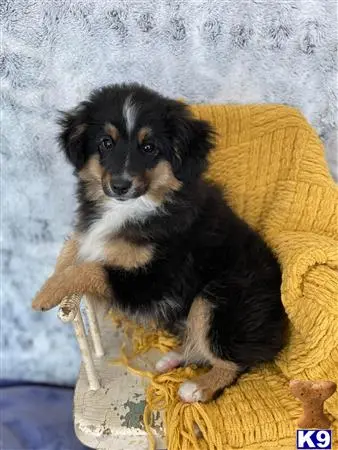 Miniature Australian Shepherd puppy for sale