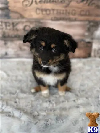 Miniature Australian Shepherd puppy for sale