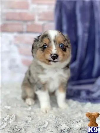 Miniature Australian Shepherd puppy for sale