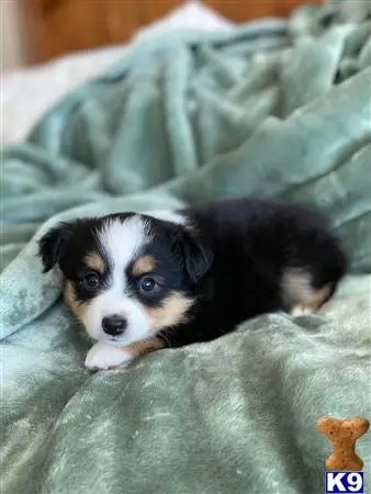 Miniature Australian Shepherd puppy for sale