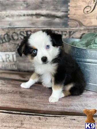 Miniature Australian Shepherd puppy for sale