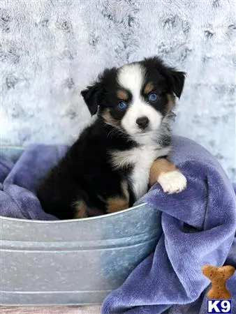 Miniature Australian Shepherd puppy for sale