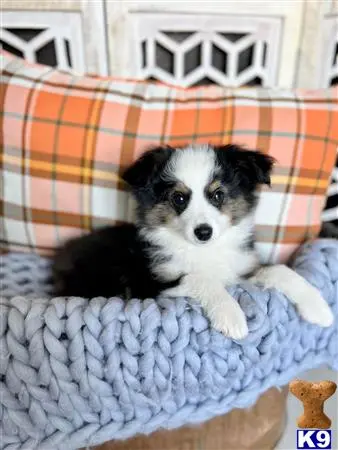 Miniature Australian Shepherd puppy for sale