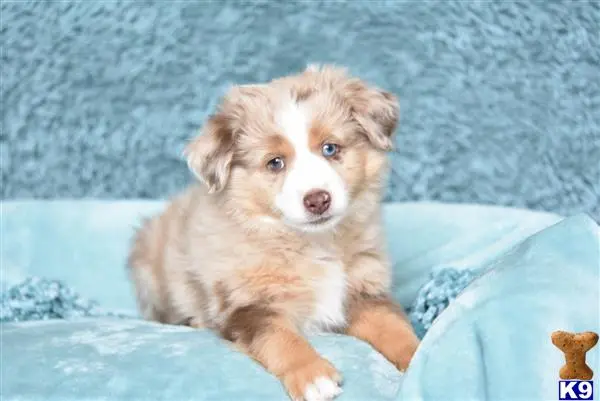 Miniature Australian Shepherd puppy for sale