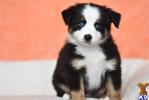 Miniature Australian Shepherd puppy for sale