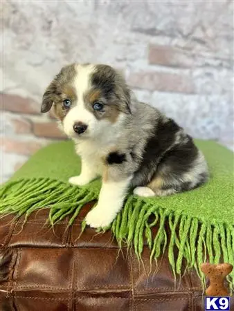 Miniature Australian Shepherd puppy for sale