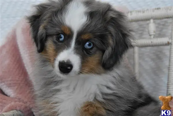 Miniature Australian Shepherd puppy for sale