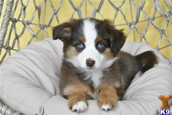 Miniature Australian Shepherd puppy for sale