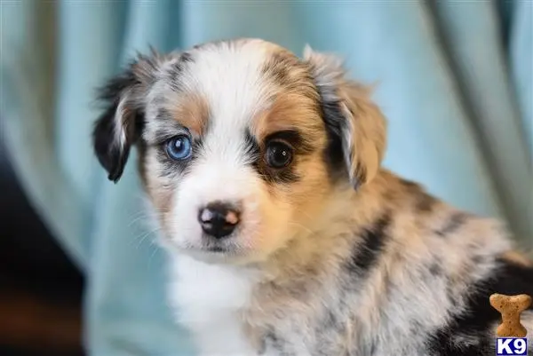 Miniature Australian Shepherd puppy for sale