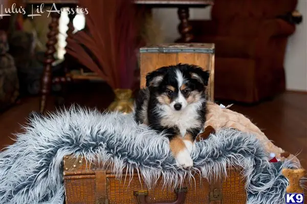 Miniature Australian Shepherd puppy for sale