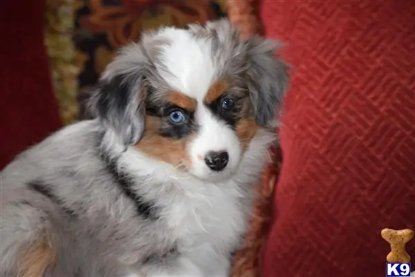 Miniature Australian Shepherd puppy for sale