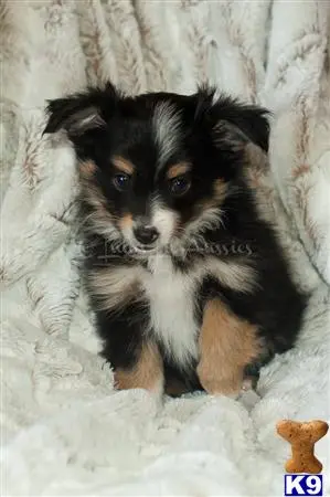 Miniature Australian Shepherd puppy for sale