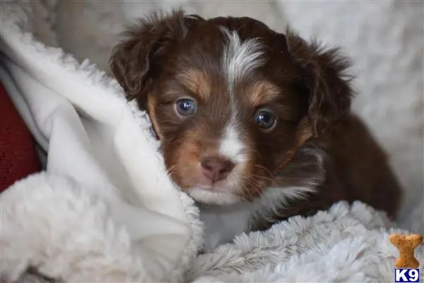 Miniature Australian Shepherd puppy for sale