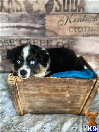 Miniature Australian Shepherd puppy for sale