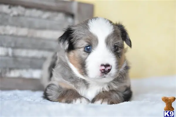 Miniature Australian Shepherd puppy for sale