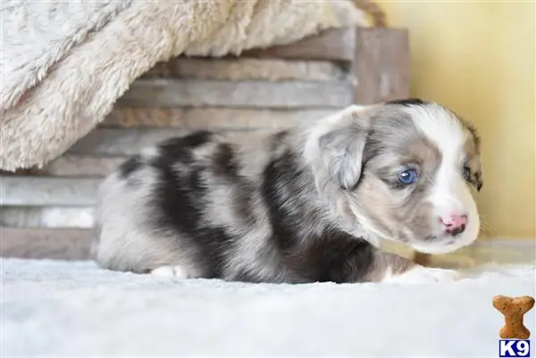 Miniature Australian Shepherd puppy for sale