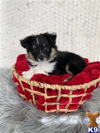 Miniature Australian Shepherd puppy for sale