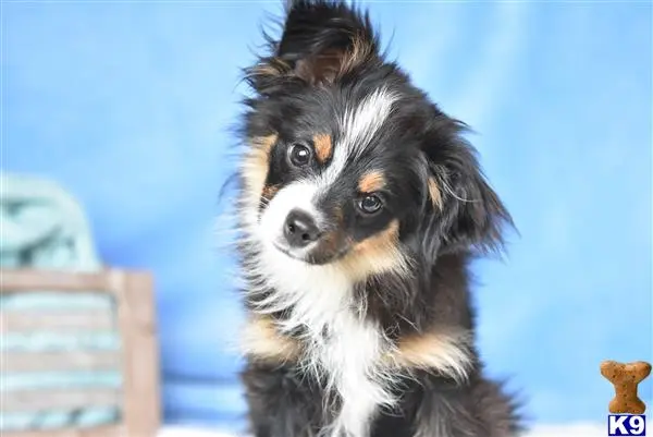 Miniature Australian Shepherd puppy for sale