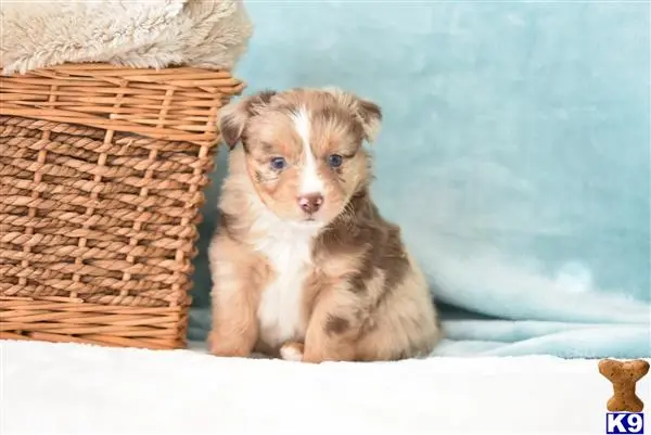 Miniature Australian Shepherd puppy for sale