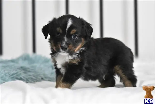 Miniature Australian Shepherd puppy for sale