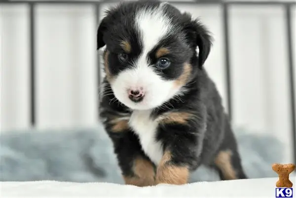 Miniature Australian Shepherd puppy for sale