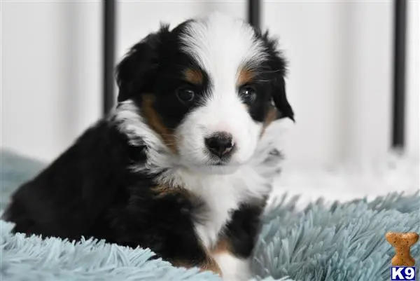 Miniature Australian Shepherd puppy for sale